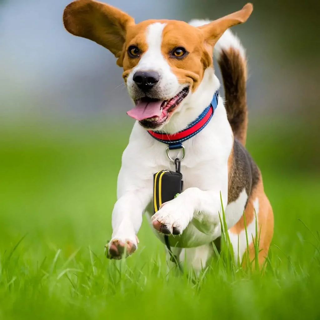 Dispensador de bolsas para excrementos de perros, bolsa de almacenamiento, productos, bolsas de residuos para mascotas, portador, accesorios para caminar, suministros de limpieza