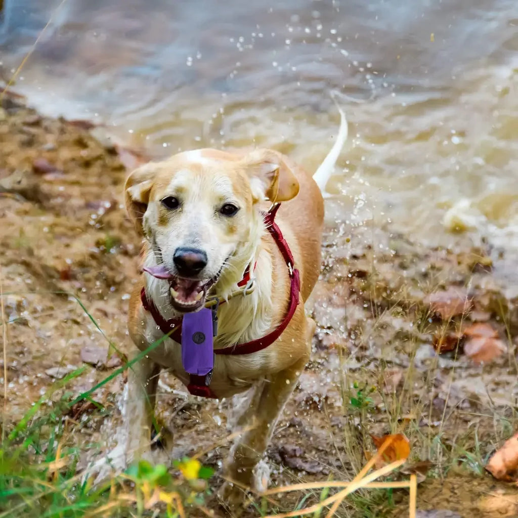 Dispensador de bolsas para excrementos de perros, bolsa de almacenamiento, productos, bolsas de residuos para mascotas, portador, accesorios para caminar, suministros de limpieza