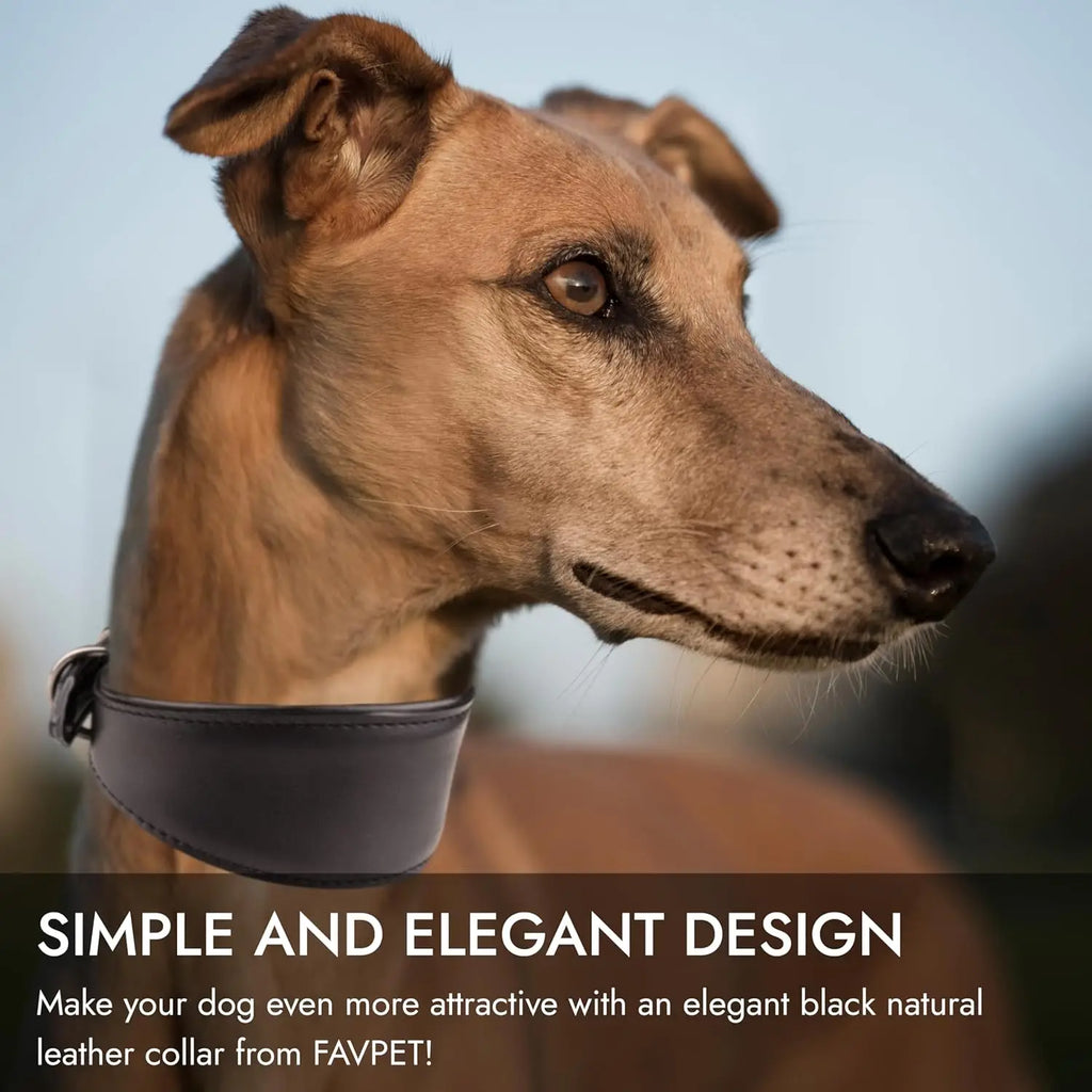 Collar ancho de cuero suave para perros para razas pequeñas, cuello acolchado cómodo y seguro para Whippet, Saluki, galgo italiano
